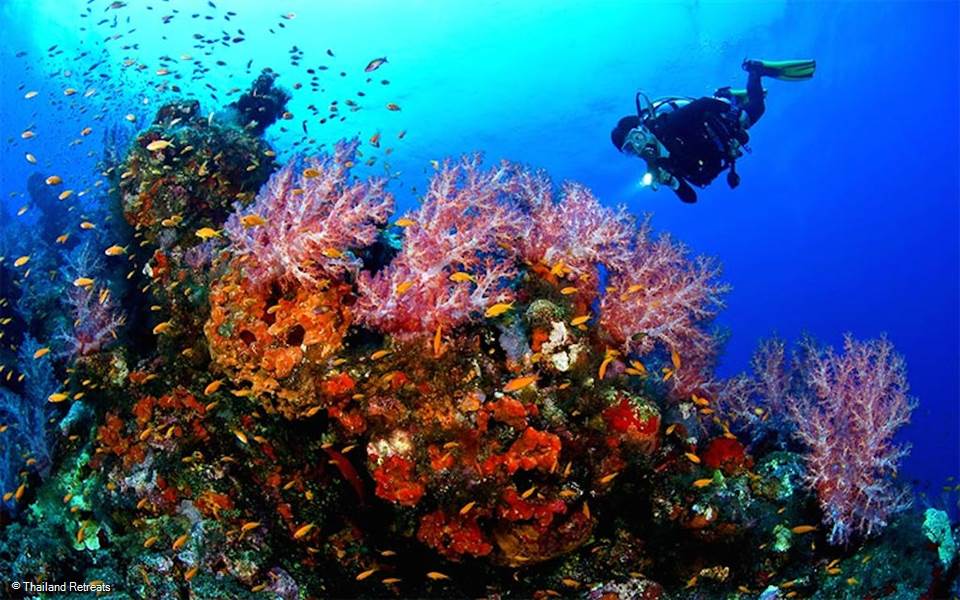 Discover diving and snorkelling in trips from Koh Samui