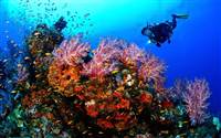 Discover diving and snorkelling in trips from Koh Samui