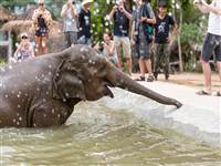 A choice of activities, trips and things to do whilst staying in your Koh Samui villa